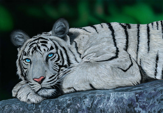 Baby Blues white tiger wall art featuring a resting white tiger with brilliant blue eyes by wildlife artist Jason Fetko.